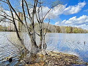 Trees on the banks of the Pekhorka River in April in clear weather. Russia, Moscow region, Balashikha city.