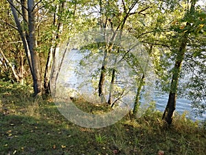 Trees on the banks of the river photo