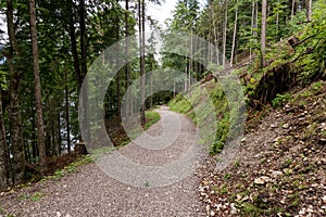 Trees in the bavarian forest. Germany