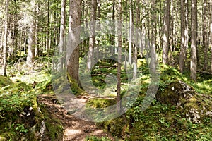 Trees in the bavarian forest. Germany