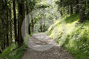 Trees in the bavarian forest. Germany