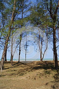 Trees by the Beach photo