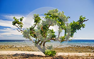 Trees on the beach