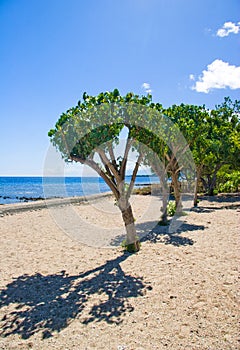 Trees on the beach