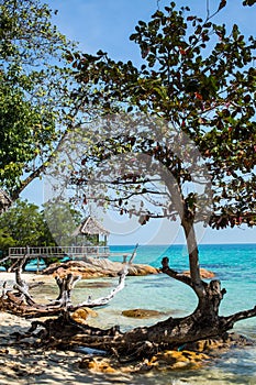 Trees on the beach