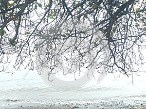 between the trees and the beach in Buleleng Bali?