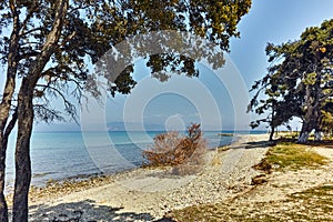 Trees on the Beach of Ormos Prinou, Thassos island, Greece