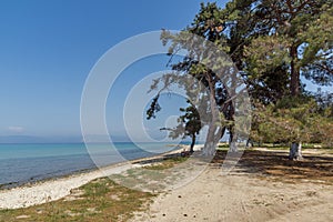 Trees on the Beach of Ormos Prinou, Thassos island, Greece