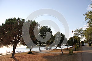 Trees on a beach in Porech