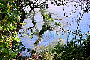 Árboles sobre el Playa de en,,.. Europa. Octubre 05 2019 