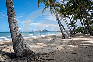 Trees on the beach under blue sky on a sunny day at Cairns Cape Tribulation Australia