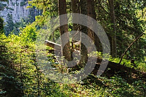 Trees in the beautiful evening light in the forest