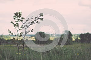 trees in beautiful forest in autumn - vintage effect