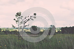 trees in beautiful forest in autumn - vintage effect