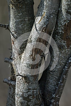 Trees with beautiful textured bark