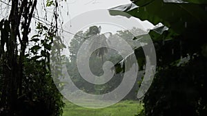 Trees being drenched and blowing in the wind of a tropical rain storm in Northern Thailand, Southeast Asia, during monsoon season