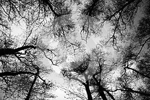 Trees from below