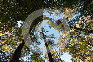 Trees from below or low angle view. Carbon net zero concept background photo.