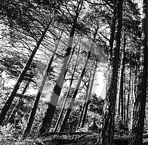 Trees bent by the wind, black and white. photo