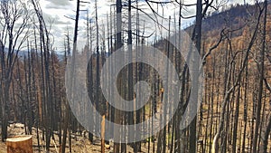 trees after big forest fire