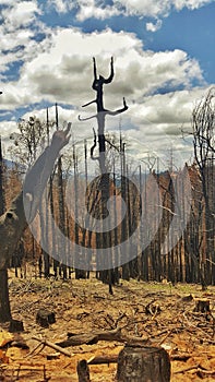 trees after big forest fire