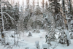 trees and birch trees, snowdrifts in the forest