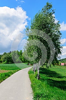 Trees (birches) near narrow road leading to village