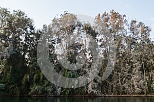 Trees with Bird Excrements along Lake Kivu, Kibuye, Rwanda