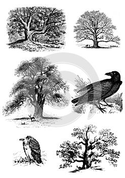 Trees and birds set of clip art