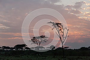 Trees and birds silhouetted at sunrise