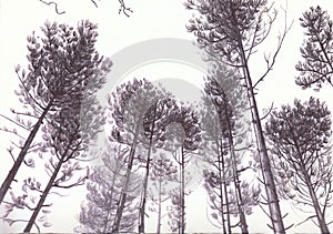 Trees in Biro