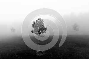 Trees in black and white on foggy day