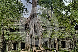 trees that blend with old buildings that are unique and historic