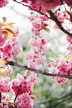 trees bloom in spring. Cherry blossom