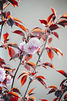 trees bloom in spring. Cherry blossom