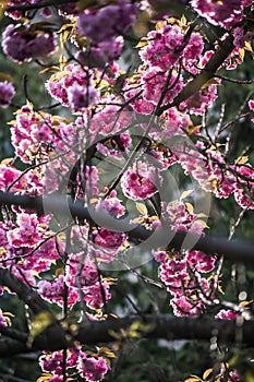 trees bloom in spring. Cherry blossom