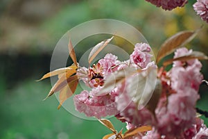 trees bloom in spring. Cherry blossom