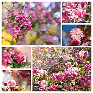 Trees blooming in spring, collage of pink flowers