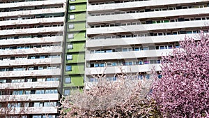 Trees blooming with white and pink flowers on the time of spring. High apartment building with rows of balconys in the background