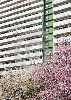 Trees blooming with white and pink flowers on the time of spring. High apartment building with rows of balconys in the background photo