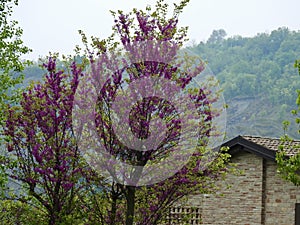 Trees in blossom in rural Italy