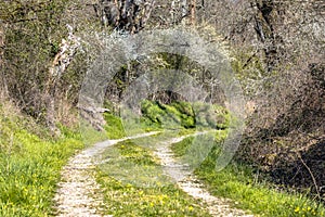 Trees and blossoming bushes along forest track in March