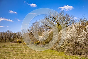 Trees and blossoming bushes in March