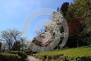 Trees with blossoms in Osnabrueck. photo