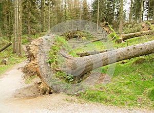 Trees blown down by strong storm winds