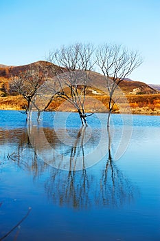 The trees in the blue lake