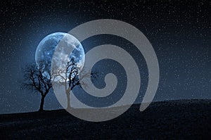 Trees in blue moon