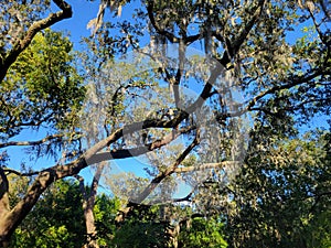 Trees, blue skies, beautiful nature, green, park, national park