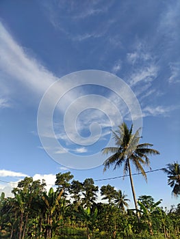 Trees in the blue skies make love