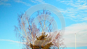 Trees on blue sky